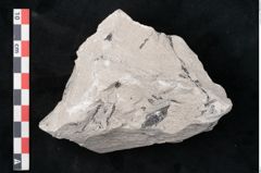 Foto (Detailansicht) von Calamites sp.  (NHMW-GEO-2024-0188-11010)